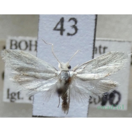Niphonympha dealbatella (Zeller, 1847) Czech43